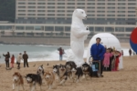 부산아쿠아리움은 3일, 북극탐험전에 참가하는 개썰매를 해운대 해수욕장에 공개했다.  