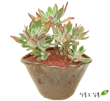 부영분재