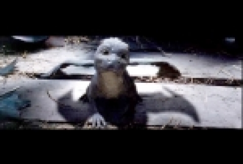 에라곤의 '베이비 드래곤'