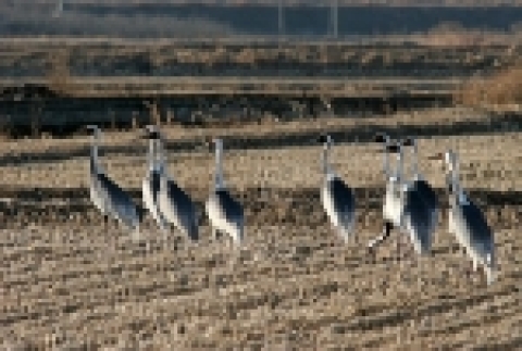 우리 국토를 찾고 있는 재두루미