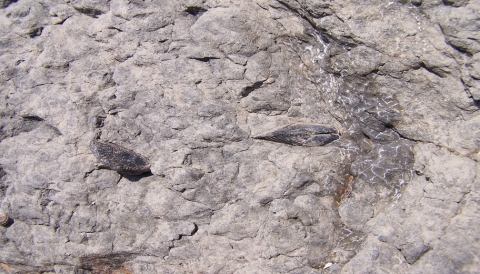하동 송문리 연체동물․공룡 화석산지(이매패류 화석)