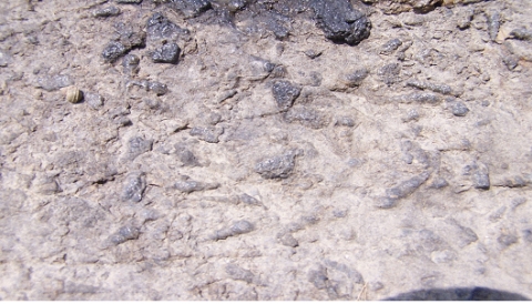 하동 양포리 연체동물 화석산지(발꾸미해안 복족류 화석)