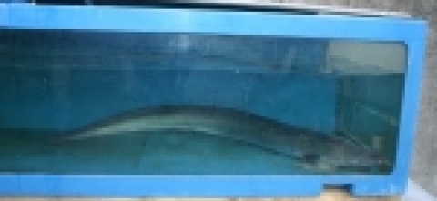 2007년 2월 6일 강원도 주문진 인근해역에서 어획된 초대형 갯장어류
