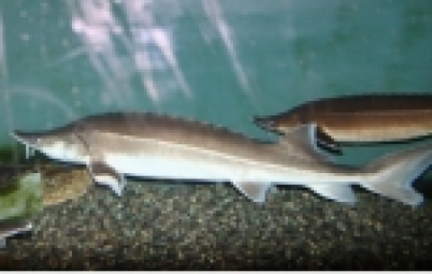 분양 대상종인 시베리아철갑상어