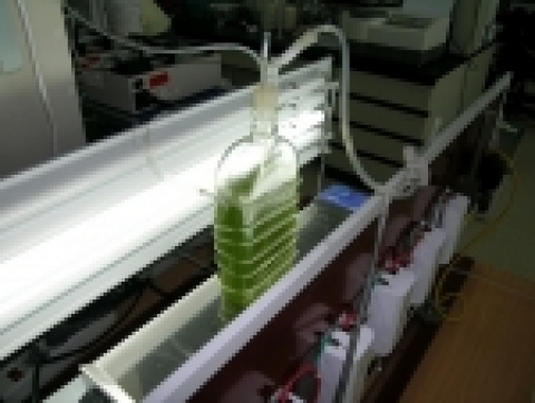 평판형 및 원통형 광반응기 (해마토코쿠스 배양)