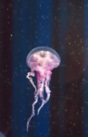 63씨월드에서는 핑크빛을 띄고 있어 붙여진 이름의 핑크 해파리(Pink jellyfish)를 해파리 전시관에서 2월 10일부터 전시한다.