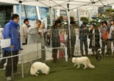 해운대 바닷바람에 북극을 느끼는 북극여우들