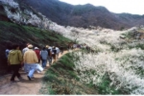 광양매화문화축제