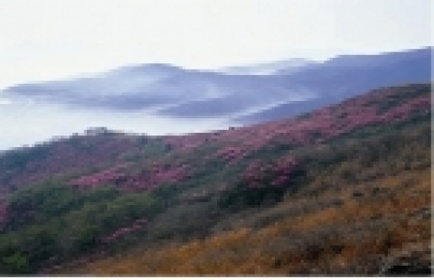 여수영취산진달래