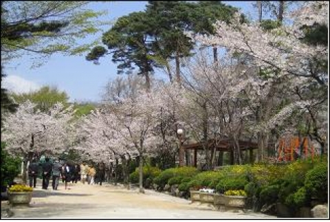 종로구 삼청공원 벚꽃