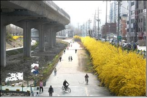 서대문구 홍제천변 개나리