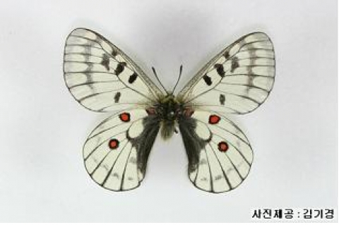 붉은점모시나비