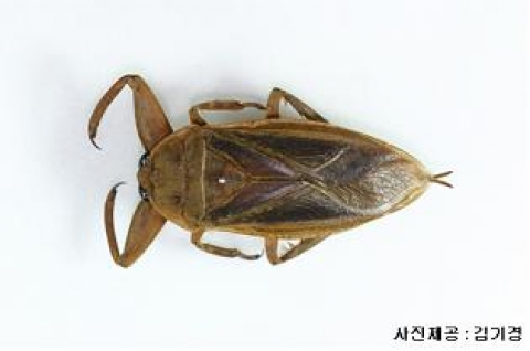 물장군