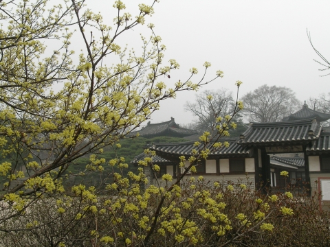 낙선재 산수유