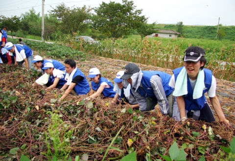 삼성네트웍스 임직원들이 경기도 여주군 상호리에서 농번기 일손돕기 봉사활동을 벌이고 있다.