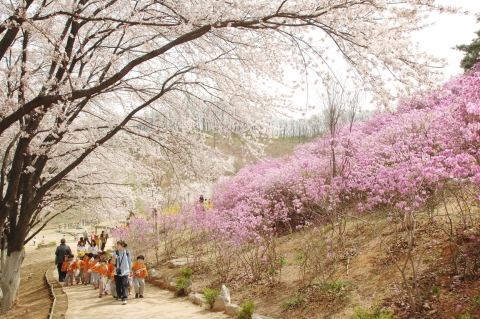 진달래꽃 동산