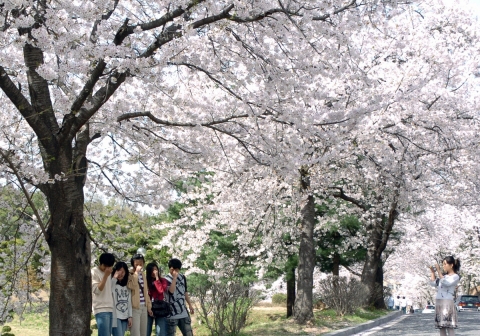 충남대학교가 벚꽃이 만개한 4월 6일(금)부터 8일(일)까지 캠퍼스를 개방하고 지역민을 초대하는 축제인 ‘꽃길 축제’를 개최한다.
