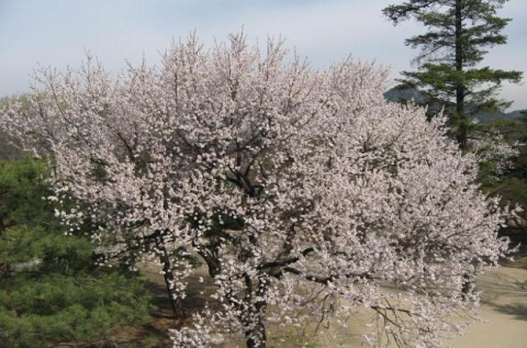 경복궁 지미당 터에서 활짝핀 고향나무 살구꽃