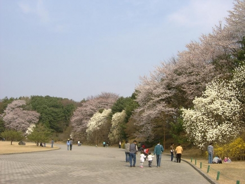 준경내 구릉에 활짝 핀 벚꽃과 목련