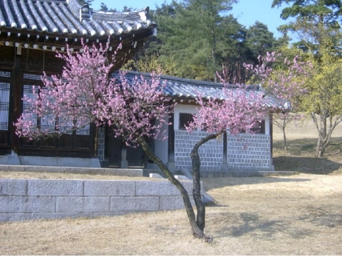 충무공 옛집 앞 홍매화