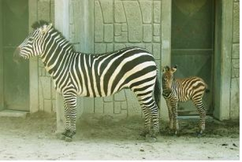 그랜트얼룩말(Grant&#039;s Zebra)