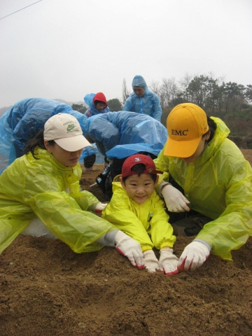 한국EMC 임직원과 가족들이 1사1촌(1社1村) 운동의 일환으로 자매결연을 맺고 있는 충북 청원군 연꽃마을을 방문,  감자 심기 등 농번기 일손을 돕고 있다.