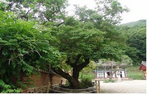 순천 선암사 백매(白梅)