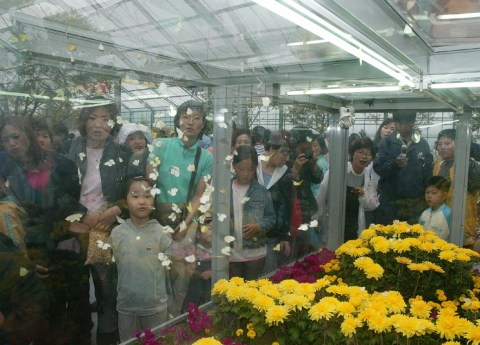나비축제