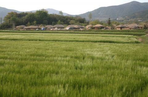 보성 벌교 인근의 낙안읍성 밖 보리밭(사진제공-양영훈)