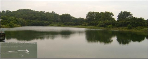 연못 전경(흰뺨검둥오리)