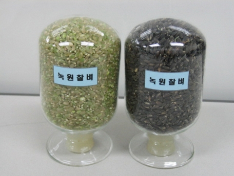 녹원찰벼 