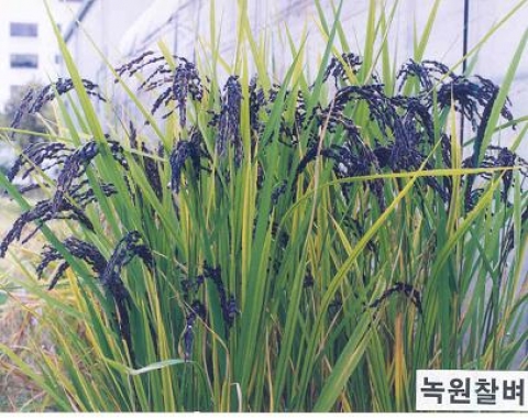 완숙기의 녹원찰벼