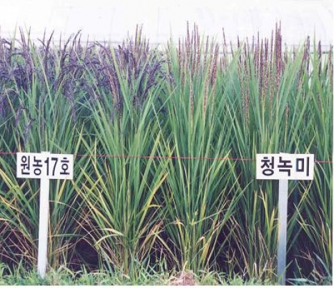 녹원찰벼(왼쪽)과 원품종 생동찰벼(오른쪽)