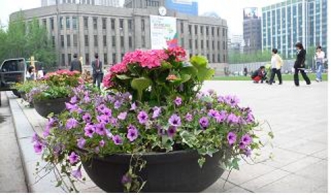 수국과 사피니아 등으로 구성된 원형화분