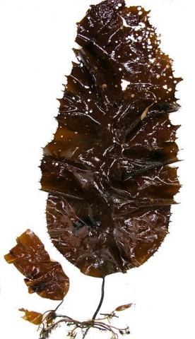 곰피엽체