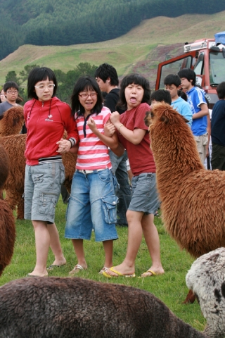 뉴질랜드 영어캠프에 참가한 학생들이 야외 문화체험으로 라마 농장을 찾아 처음보는 동물에 놀라워 하고있다.