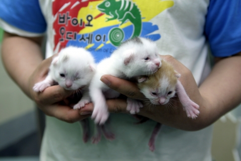 복제고양이 3세 사진