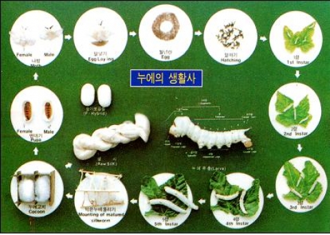 누에의 생활사