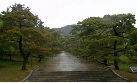현충사 참배로 소나무