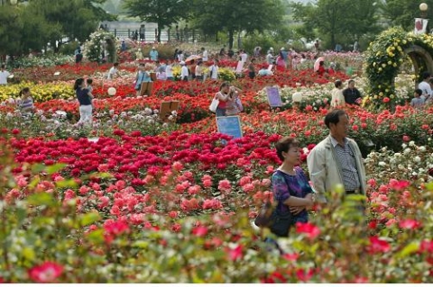 장미바다에‘풍덩’2만여평 장미원에 출렁이는 장미바다에 빠진 관람객들이 아름다운 사랑만들기에 여념이 없다. 