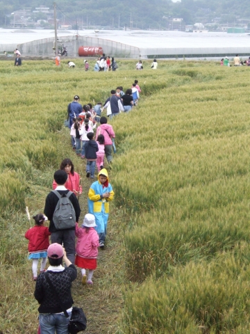 순천우리밀축제에 참여해 밀밭걷기를 체험하고 있는 사람들
