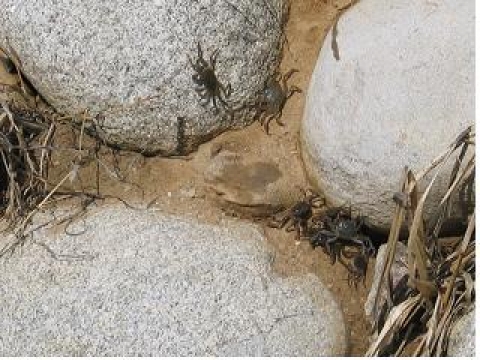 물고기길 주변 참게 이동모습