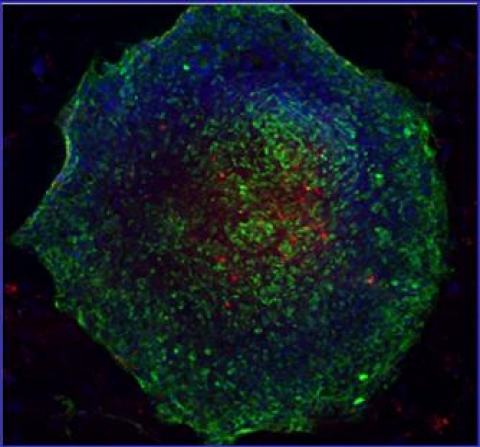 E.STEM-CELL”배아줄기세포에 나노파티클이 효율적으로 전달된 사진