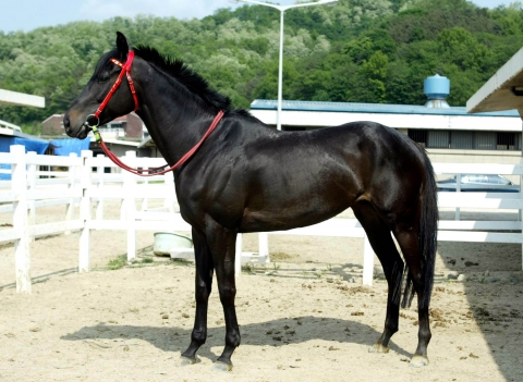 검은색 마필 즐거운파티(18)
