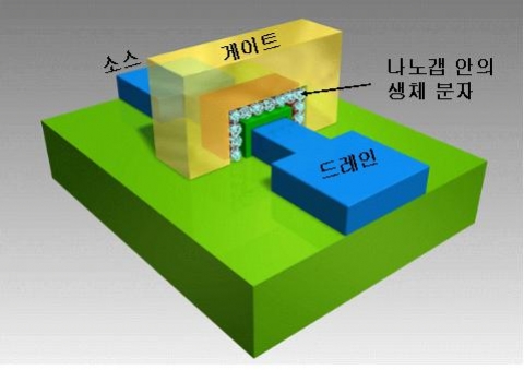 나노갭 트랜지스터 바이오센서 모식도
