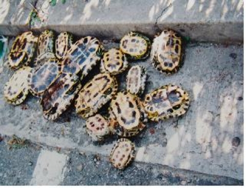 포획된 붉은귀거북