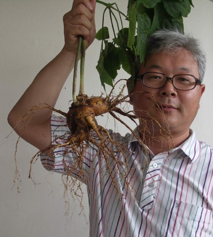 산삼사진