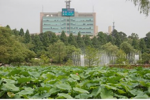 음악분수를 배경으로 보라매공원 생태연못에 연꽃이 피어오르는 광경