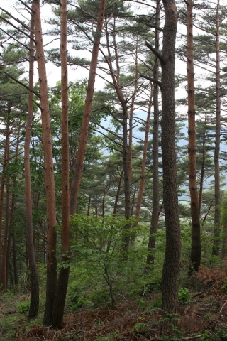 숲의 운치, 그 절정을 보여주는 서벽리 금강송림(여행작가 최정규 제공)