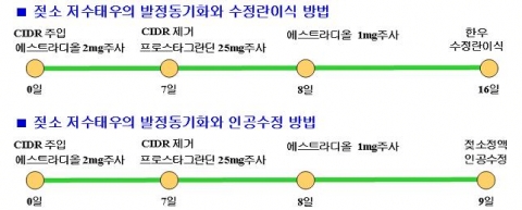 한우 수정란 이식하면 임신율 45% 높아져
